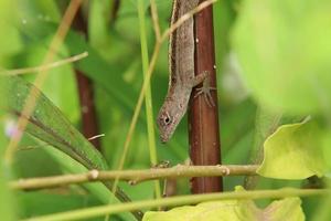 Brown Anole lizard on a tree branch photo