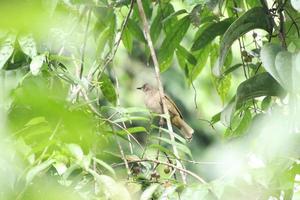 Olive winged Bulbul behind the canopy photo