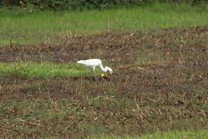 White intermediate egret in a paddy field photo