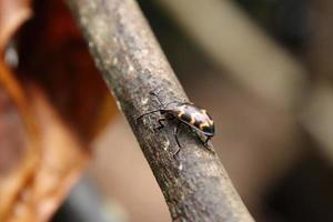 escarabajo de hongos agradable en un tronco de árbol de madera foto