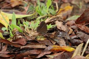 Butterflies on a leaf staring into space photo