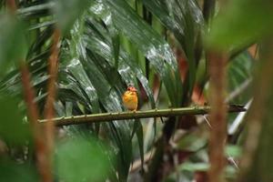 Oriental Dwarf Kingfisher looking for prey photo