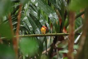 Oriental Dwarf Kingfisher looking for prey photo