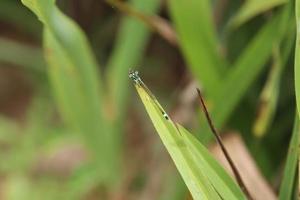 Common Blue Tail Damselfly Dragonfly photo