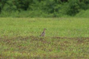 Pacific Golden Plover on the ground photo