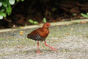 Red Legged Crake on the ground photo