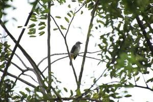 Tropical bird up on a tree photo