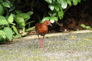 Red Legged Crake on the ground photo