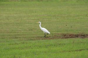 White intermediate egret in a paddy field photo