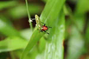 Black kneed meadow cricket on a leaf photo