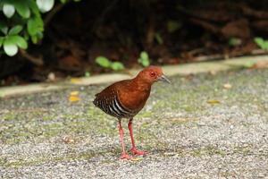 Red Legged Crake on the ground photo