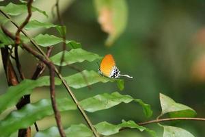 mariposa imperial con bandas en un bosque foto