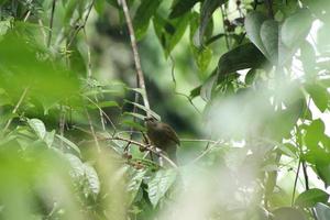 bulbul de alas de oliva detrás del dosel foto