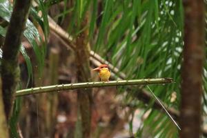 Oriental Dwarf Kingfisher looking for prey photo