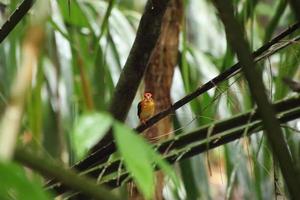 Oriental Dwarf Kingfisher looking for prey photo