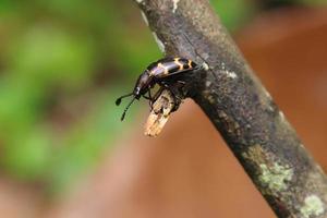 Pleasant Fungus Beetle on a wooden tree log photo