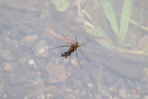 pequeño invertebrado en el bosque foto