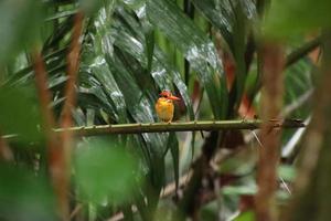 Oriental Dwarf Kingfisher looking for prey photo