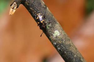 Pleasant Fungus Beetle on a wooden tree log photo