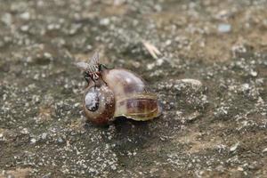 Flesh Flies on a dead snail shell photo