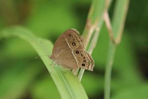 Bushbrown Butterfly in a park photo