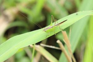 saltamontes americanos del prado manchado en una hoja foto