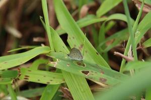 pequeña hierba diminuta mariposa azul foto