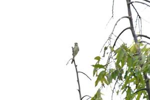 Tropical bird up on the tree tops photo