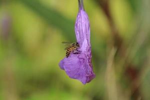 Tropical bee feeding on or pollinating a flower photo