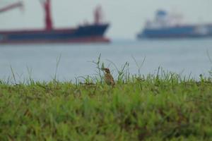 pájaro bisbita de campo de arroz en la hierba foto