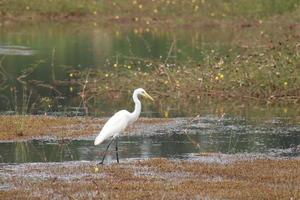 White intermediate egret in a paddy field photo