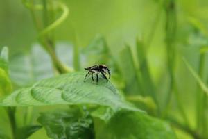 Jumping Spider on a leaf photo