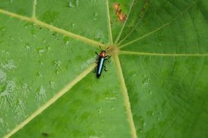 Lizard Beetle on a leaf photo