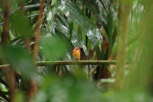 Oriental Dwarf Kingfisher looking for prey photo