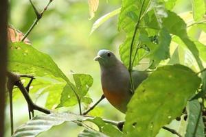 Pink Necked Green Pigeon amongst the bushes leaves photo
