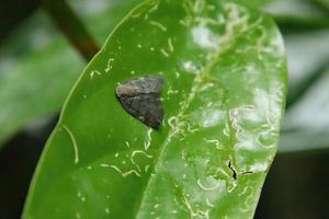 Grey Plant Hopper on a leaf photo