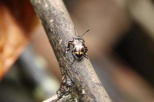 escarabajo de hongos agradable en un tronco de árbol de madera foto