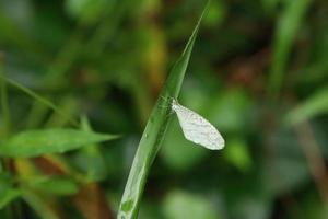 White Psyche Butterfly on a leaf blade photo