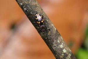 Pleasant Fungus Beetle on a wooden tree log photo