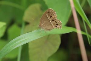 mariposa marrón en un parque foto