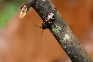 Pleasant Fungus Beetle on a wooden tree log photo