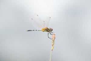 Dancing Dropwing Dragonfly on a stem edge photo