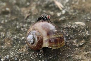 la carne vuela sobre una concha de caracol muerta foto