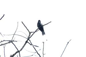 mayor drongo de cola de raqueta en el árbol foto