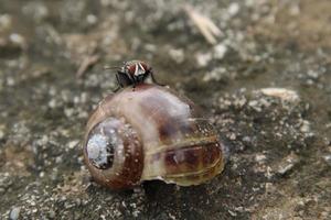 Flesh Flies on a dead snail shell photo