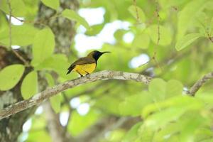 Pájaro solar con respaldo de oliva en la rama de un árbol foto