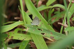 pequeña hierba diminuta mariposa azul foto