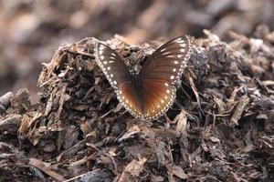 Malayan Eggfly butterfly in a park photo