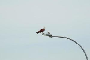 Bird of prey on a high position photo