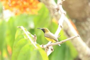 Olive backed sunbird on the tree tops photo